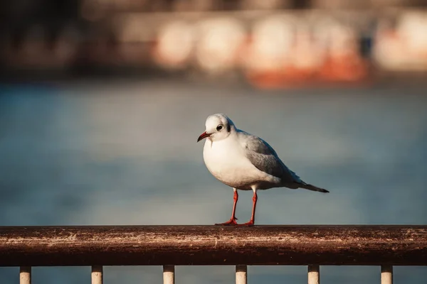 Μια Επιλεκτική Εστίαση Closeup Του Γλάρου Πουλί Σκαρφαλώνει Στο Μπαλκόνι — Φωτογραφία Αρχείου