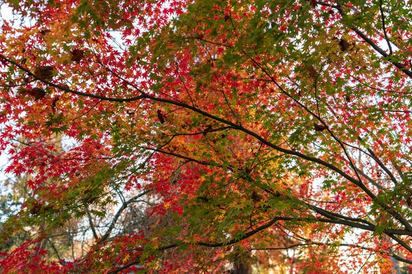 Forest Odenthal Trees Stream Autumn — Stock Photo, Image