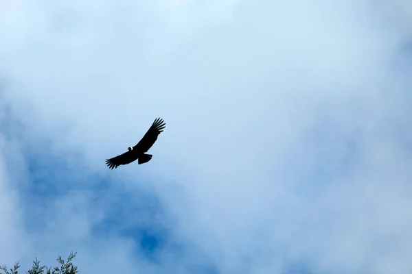 Pássaro Rapina Voando Acima Das Alturas Dia Ensolarado Com Nuvens — Fotografia de Stock