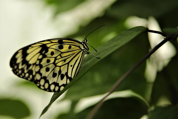 Mise Point Sélective Papillon Exotique Sur Une Plante — Photo