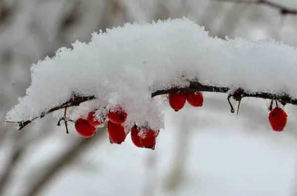 Piękne Ujęcie Róży Gałęzi Pokrytej Śniegiem — Zdjęcie stockowe