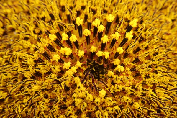 向日葵开花时头部中央的一个宏观图景 — 图库照片