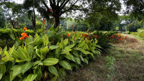 Hermoso Jardín Con Flores Canna — Foto de Stock