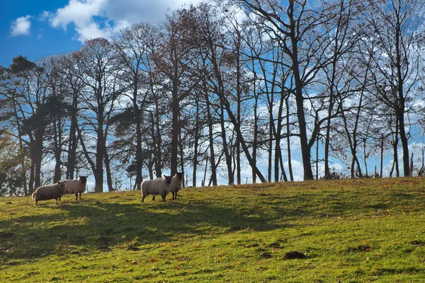 Tiro Ovelhas Pastando Prado Natureza Cênica Maransart Lasne Bélgica — Fotografia de Stock