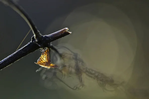 Eine Nahaufnahme Von Einem Trockenen Zweig Mit Einem Blatt Herbsttapete — Stockfoto