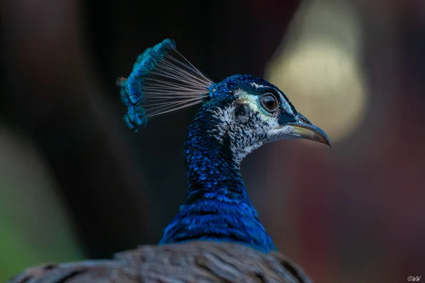 Cabeça Pavão Tirada Com Sony A7Rii Sel100400Gm — Fotografia de Stock