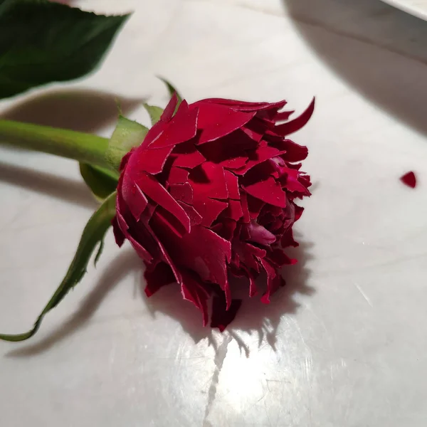 Tiro Close Uma Rosa Vermelha Uma Mesa Branca — Fotografia de Stock