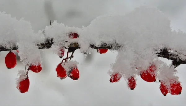 Красивый Снимок Шиповника Ветке Покрытой Снегом — стоковое фото