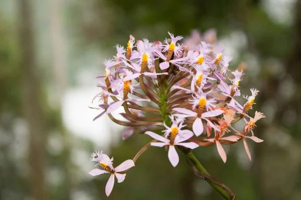 Tiro Foco Seletivo Belas Flores Epidendrum Secundum Jardim — Fotografia de Stock