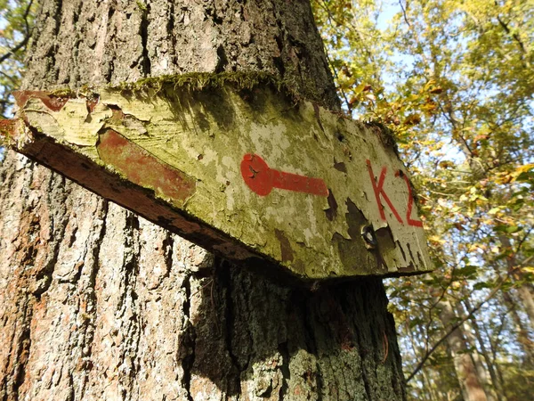 Низкий Угол Обзора Старого Выветриваемого Знака Стволе Дерева Указывающего Влево — стоковое фото