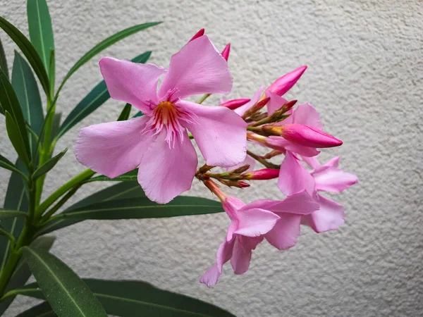 Eine Nahaufnahme Von Rosa Oleanderblüten Einer Wand Einem Garten — Stockfoto