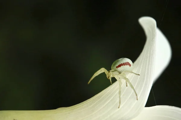 Beyaz Bir Çiçeğin Üzerinde Yürüyen Örümceğin Makro Görüntüsü — Stok fotoğraf