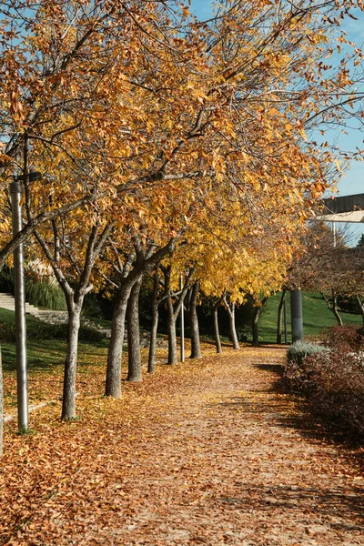 Eine Vertikale Aufnahme Von Herbstbäumen Park Einem Sonnigen Tag — Stockfoto