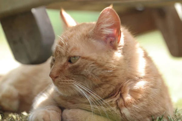 Een Closeup Van Een Schattige Roodharige Peperdure Gember Kat — Stockfoto