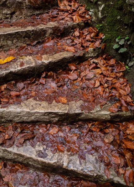 Tiro Seletivo Foco Das Folhas Caídas Outono Nas Escadas — Fotografia de Stock