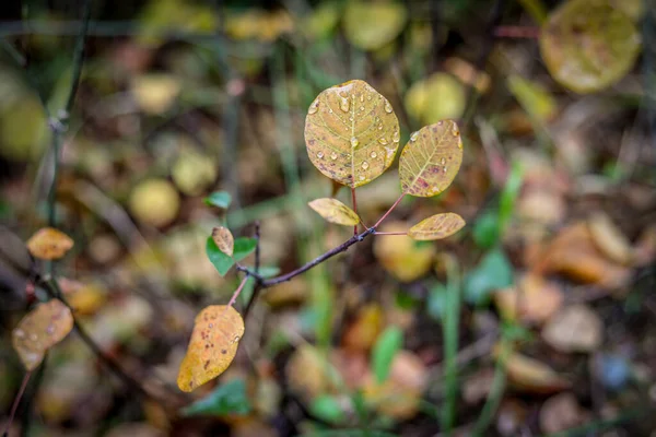Eine Selektive Fokusaufnahme Von Herbstblättern Mit Wassertropfen — Stockfoto