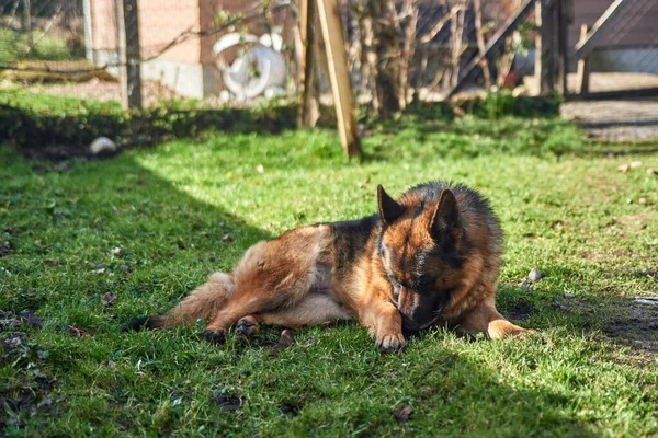 Lekfull Hund Som Cirklar Gräset Och Njuter Solljuset — Stockfoto