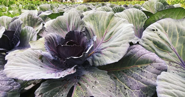 Closeup Shot Fresh Cabbage — Stock Photo, Image