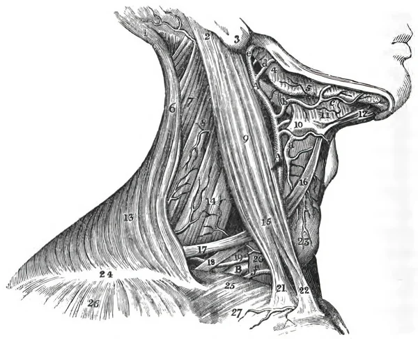 Una Topografia Muscoli Del Collo Muscolo Digastrico — Foto Stock