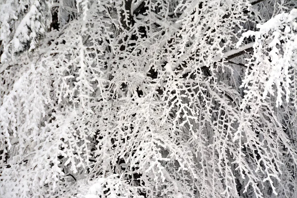 Крупный План Ветвей Деревьев Покрытых Морозом — стоковое фото