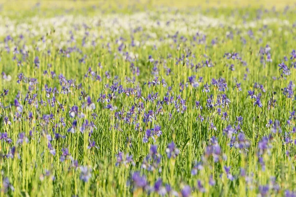 Uno Scatto Campo Con Fiori Viola Iris Sibirica Una Giornata — Foto Stock