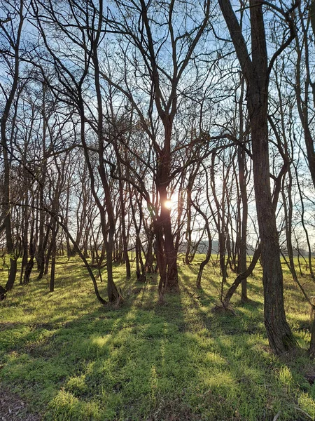 Een Prachtig Shot Van Bomen Herfst — Stockfoto