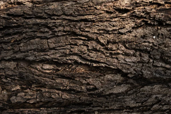 Closeup Shot Tree Trunk — Stock Photo, Image
