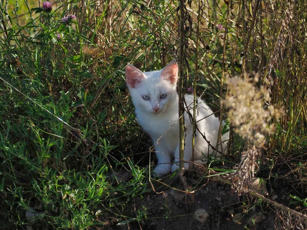Słodki Biały Kotek Chowający Się Trawie — Zdjęcie stockowe