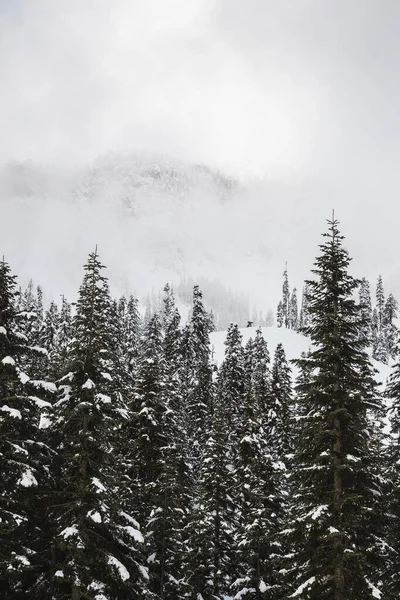 Fascinante Disparo Los Espesos Bosques Cubiertos Nieve Washington — Foto de Stock