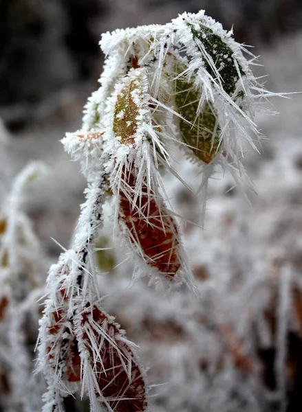 Uma Ramificação Congelada Após Nevoeiro Inverno — Fotografia de Stock