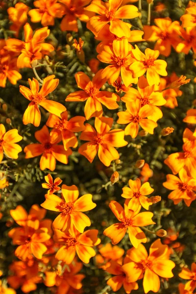 Прекрасный Снимок Чудесных Цветов Мэриголд — стоковое фото
