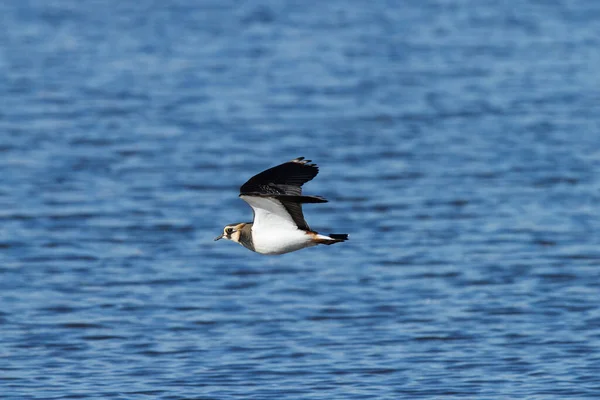 在湖畔飞行的北方羽翼或香草鸟的选择性聚焦镜头 — 图库照片