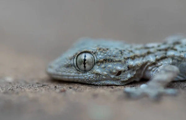 Close Uma Parede Comum Gecko Rastejando Uma Parede Pedra Calcária — Fotografia de Stock