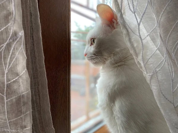 Nahaufnahme Einer Weißen Europäischen Katze Fenster — Stockfoto