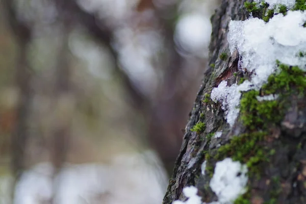 Селективный Снимок Замороженного Ствола Дерева Крупным Планом — стоковое фото
