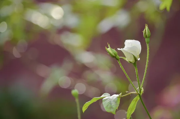 Een Selectieve Focus Shot Van Een Mooie Witte Roos Met — Stockfoto