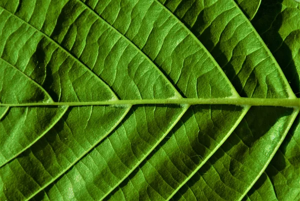 Ένα Κοντινό Πλάνο Από Πλευρά Ενός Πράσινου Φύλλου — Φωτογραφία Αρχείου