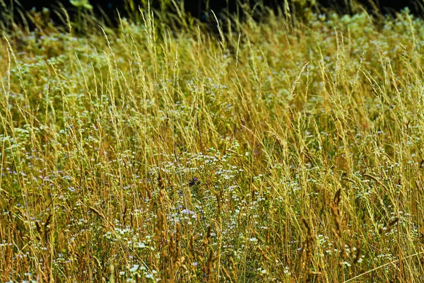 夏の牧草地で白い花と黄色の背の高い草のショット — ストック写真