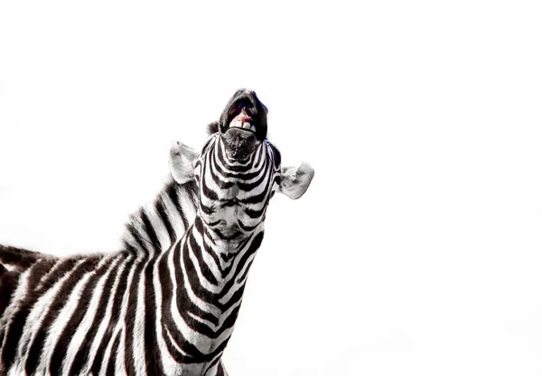Zebra Open Mouth Isolated White Background — Stock Photo, Image