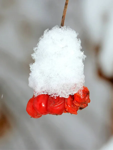 Een Tak Met Sorbus Aucuparia Fruit Bedekt Met Sneeuw — Stockfoto