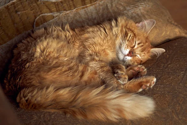 ソファの上でゆったりと休んでいる可愛い生姜の国産猫の高い角度のショット — ストック写真