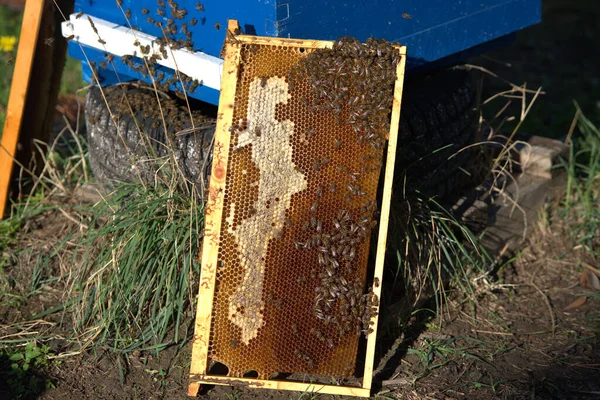 Apiculture Les Apiculteurs Prennent Miel Des Ruches Des Conifères — Photo