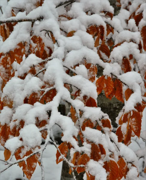 Krásný Záběr Zasněžených Listů Větvi — Stock fotografie