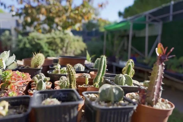 Gros Plan Différents Types Cactus Dans Magasin Extérieur — Photo