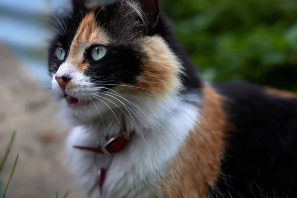 Gatto Domestico Che Osserva Sua Preda Prepara Attaccare — Foto Stock