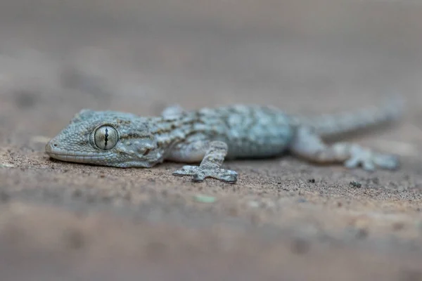 Close Uma Parede Comum Gecko Rastejando Uma Parede Pedra Calcária — Fotografia de Stock