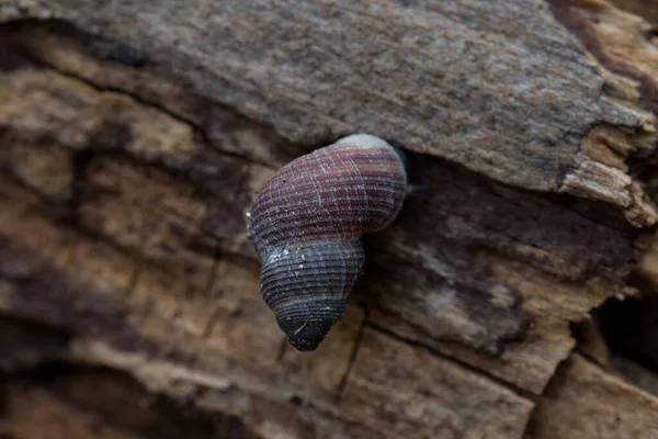 Close Pequeno Caracol Terrestre Uma Superfície Madeira Áspera Com Fundo — Fotografia de Stock