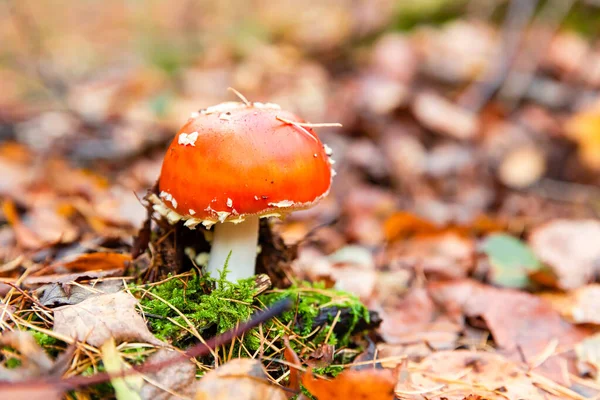 Tiro Seletivo Foco Cogumelo Agaric Mosca Vermelha Parque Outono — Fotografia de Stock