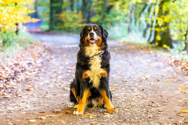 Sonbaharda Güneşin Altında Parktaki Sevimli Bernese Mountain Dog Portresi — Stok fotoğraf