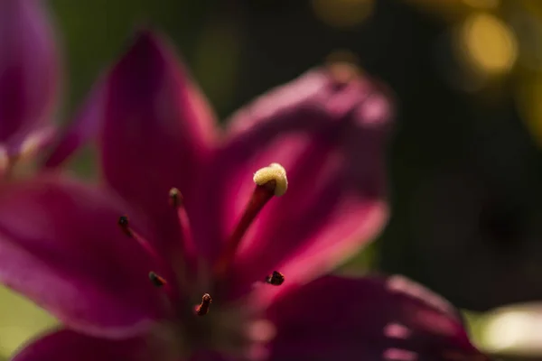 Makro Tyčinek Fialového Květu — Stock fotografie